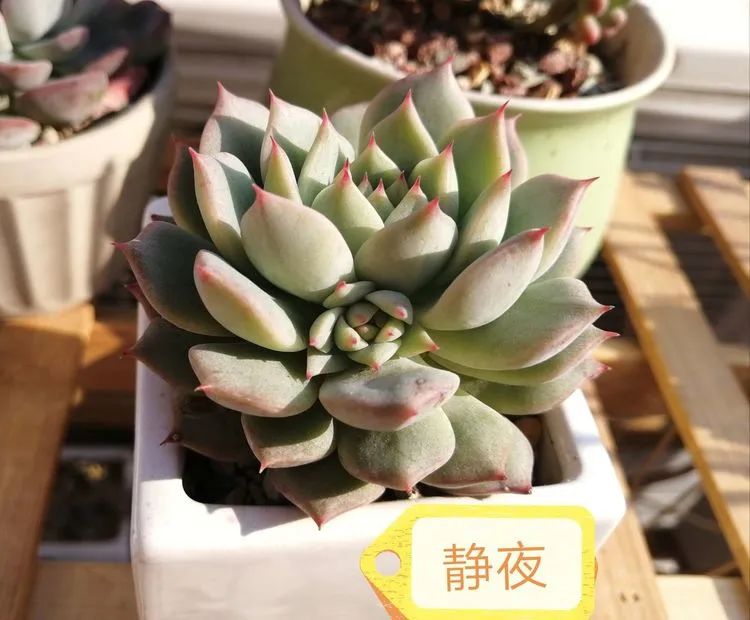 我和多肉,我与多肉