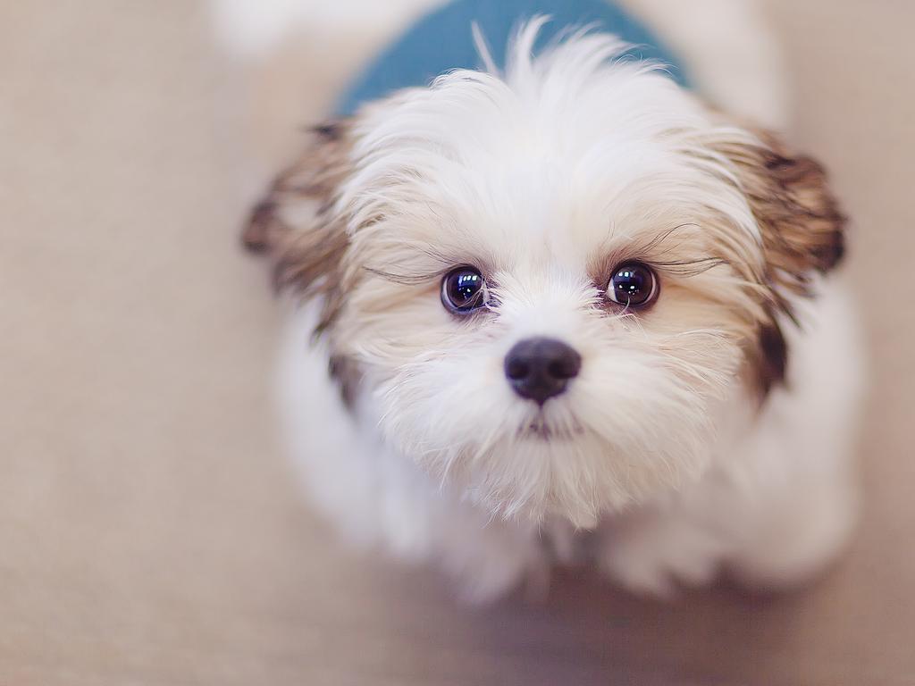 狗狗总是像很热一样喘是怎么回事,狗狗总是喘粗气是怎么回事