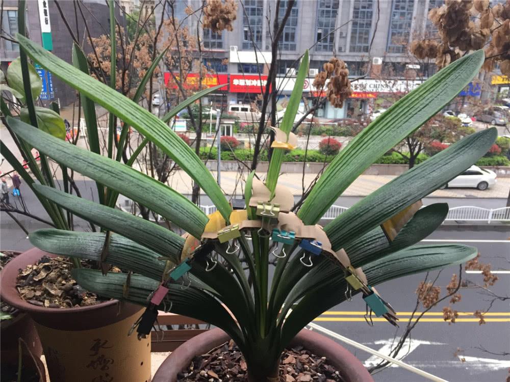 怎么养好君子兰避开5大误区,养好君子兰首先要改掉3个坏习惯