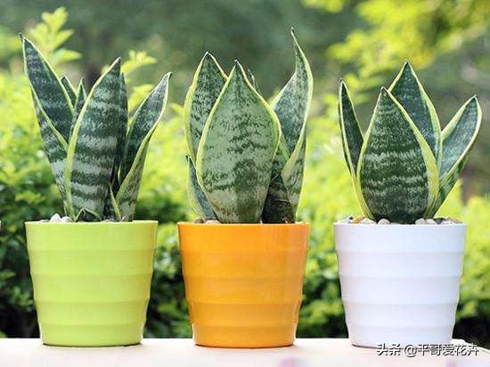 除甲醛的花及养殖方法如下,室内养什么花可以除甲醛净化空气