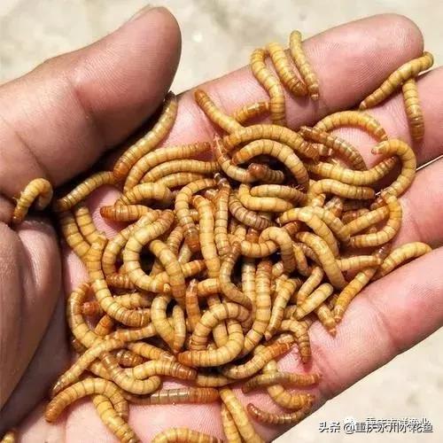 浮游动物饵料大全,各种动物饵料大全