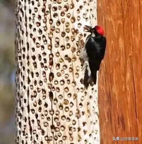 养一只松鼠做宠物是什么样的体验？