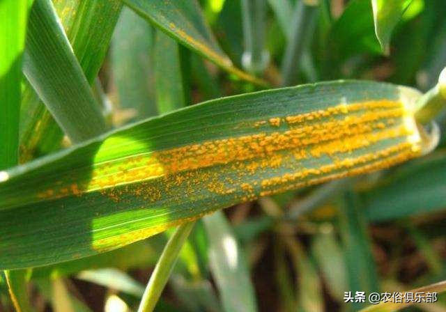 烧秸秆禁令原视频,秸秆禁烧禁抛的通告