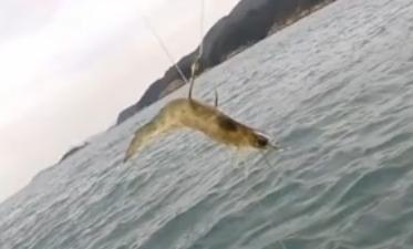 矶钓竿海钓用法视频教程,海钓矶竿钓底正确绑法