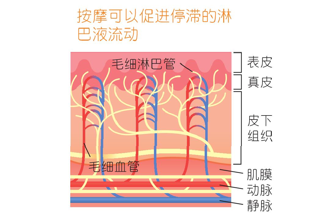 金莎过度按摩导致筋膜黏连，塑造小脸的按摩手法