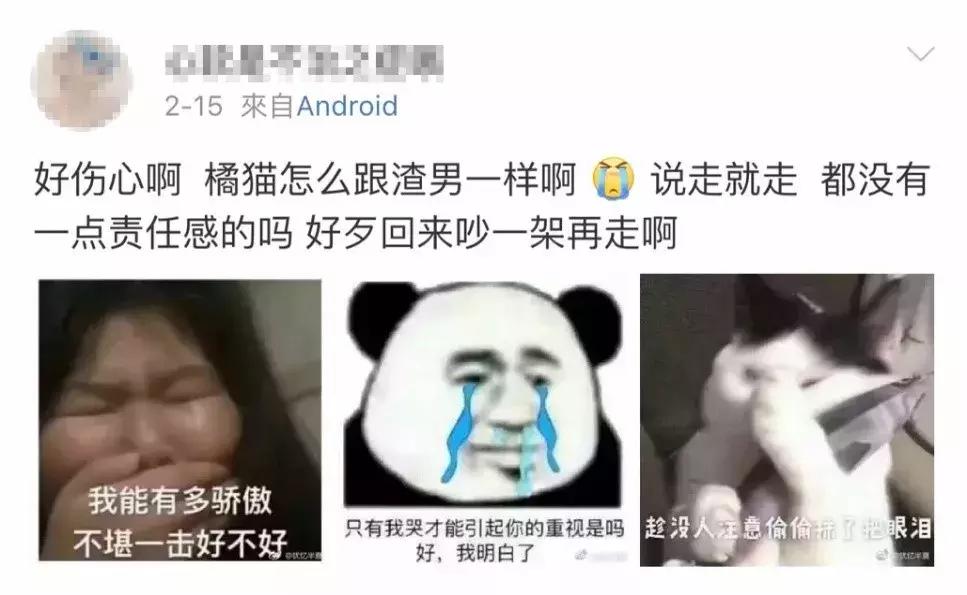 猫圈一定是魔咒吗,猫圈玄学黑猫