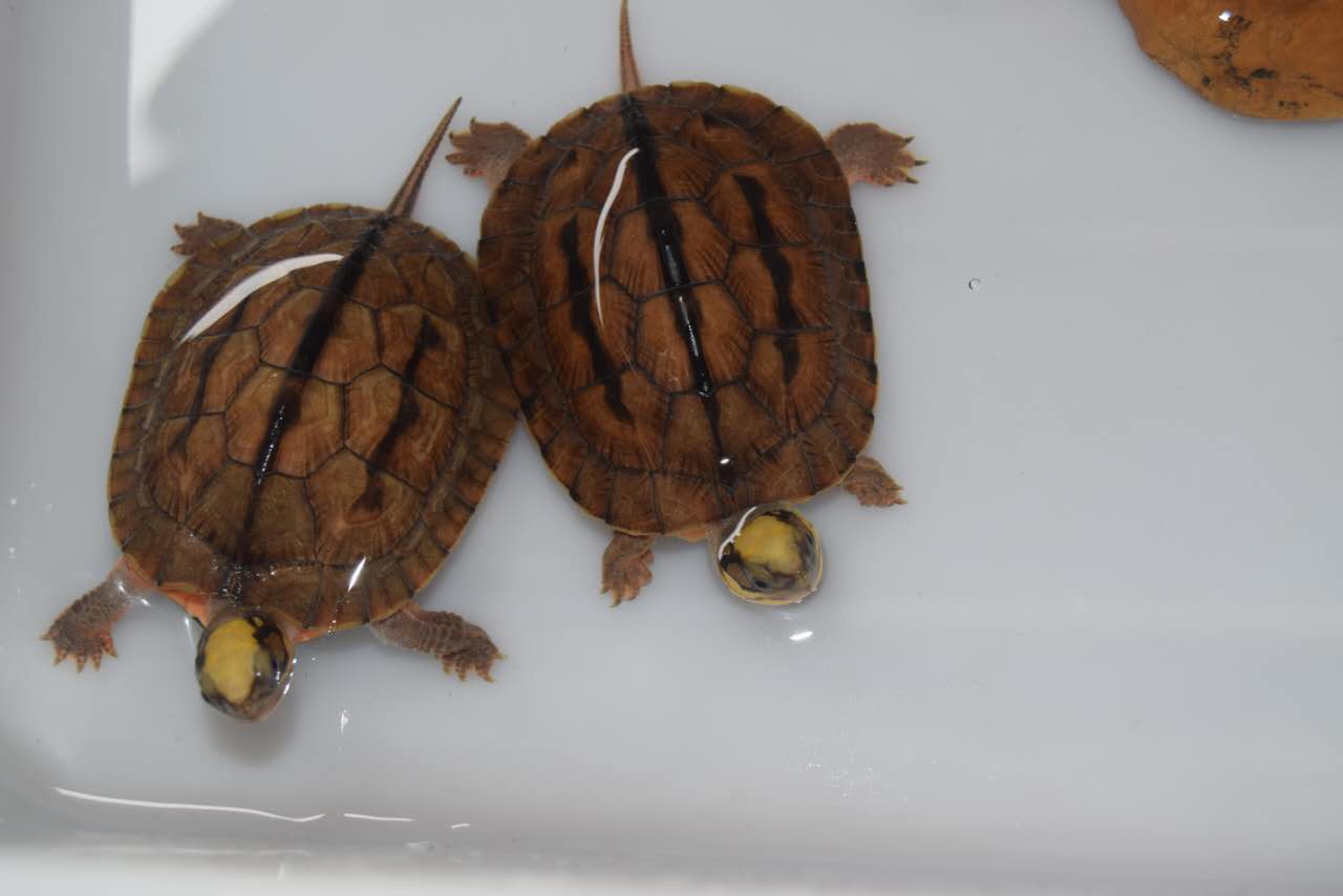 三线闭壳金钱龟买什么龟缸最好养,三线闭壳金钱龟可以深水养吗