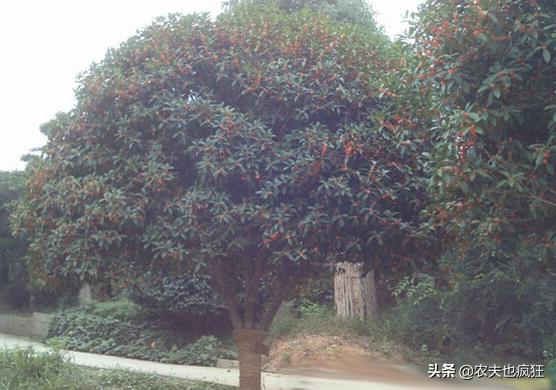 如何分辨老金桂和金桂品种,如何区分金桂和四季桂