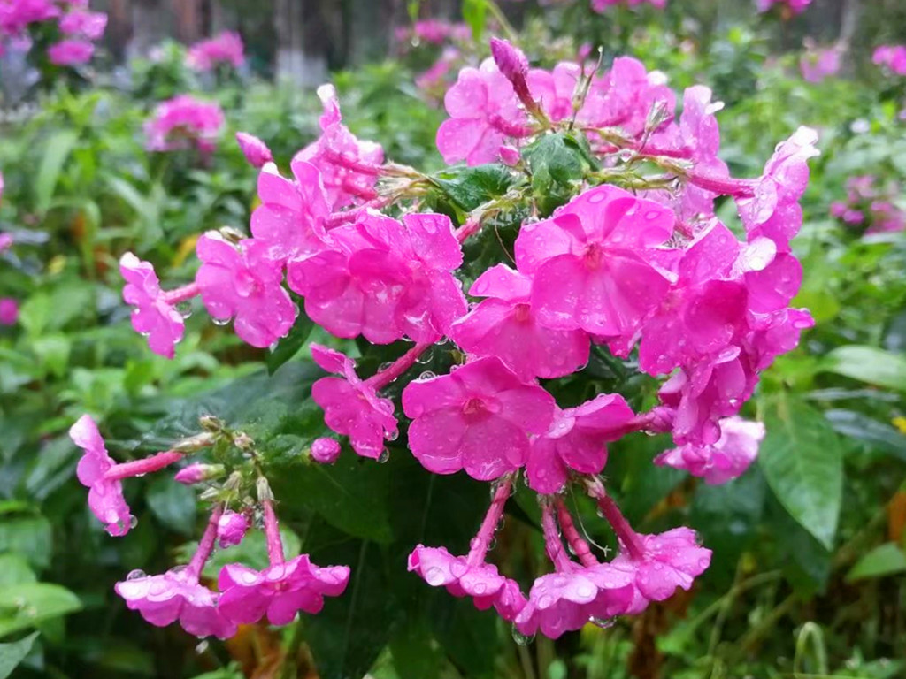 花卉黄叶病的治疗方法,花草有黄叶斑点问题