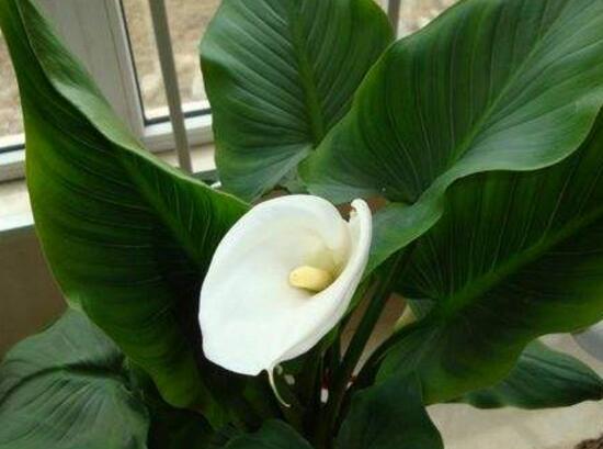 马蹄莲鲜切花花朵发黄焦边干枯,马蹄莲花蔫叶子发黄是什么原因