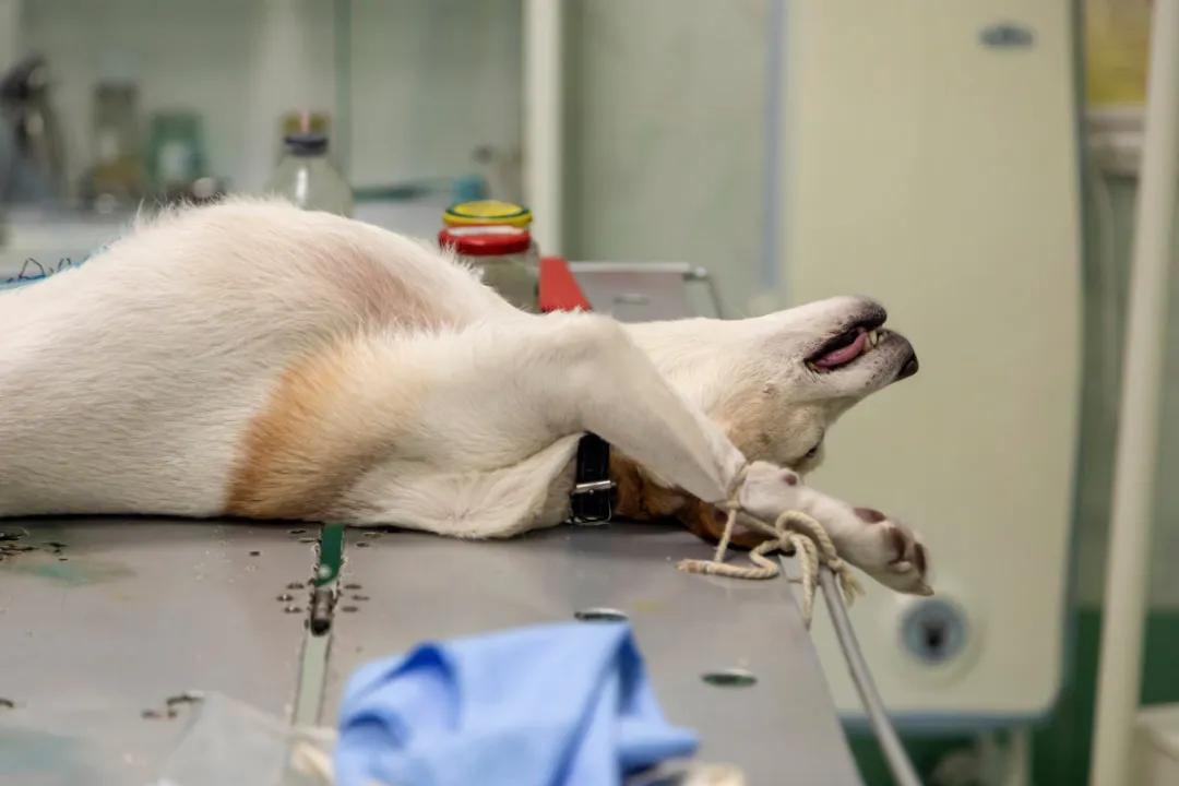 狗狗投毒事件,狗狗被投毒怎么急救