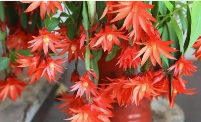 开花超美de仙人掌三千金：蟹爪兰、仙人指、假昙花，你能分清吗？