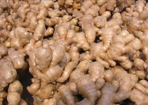 立夏种姜的方法,立夏种姜视频教程