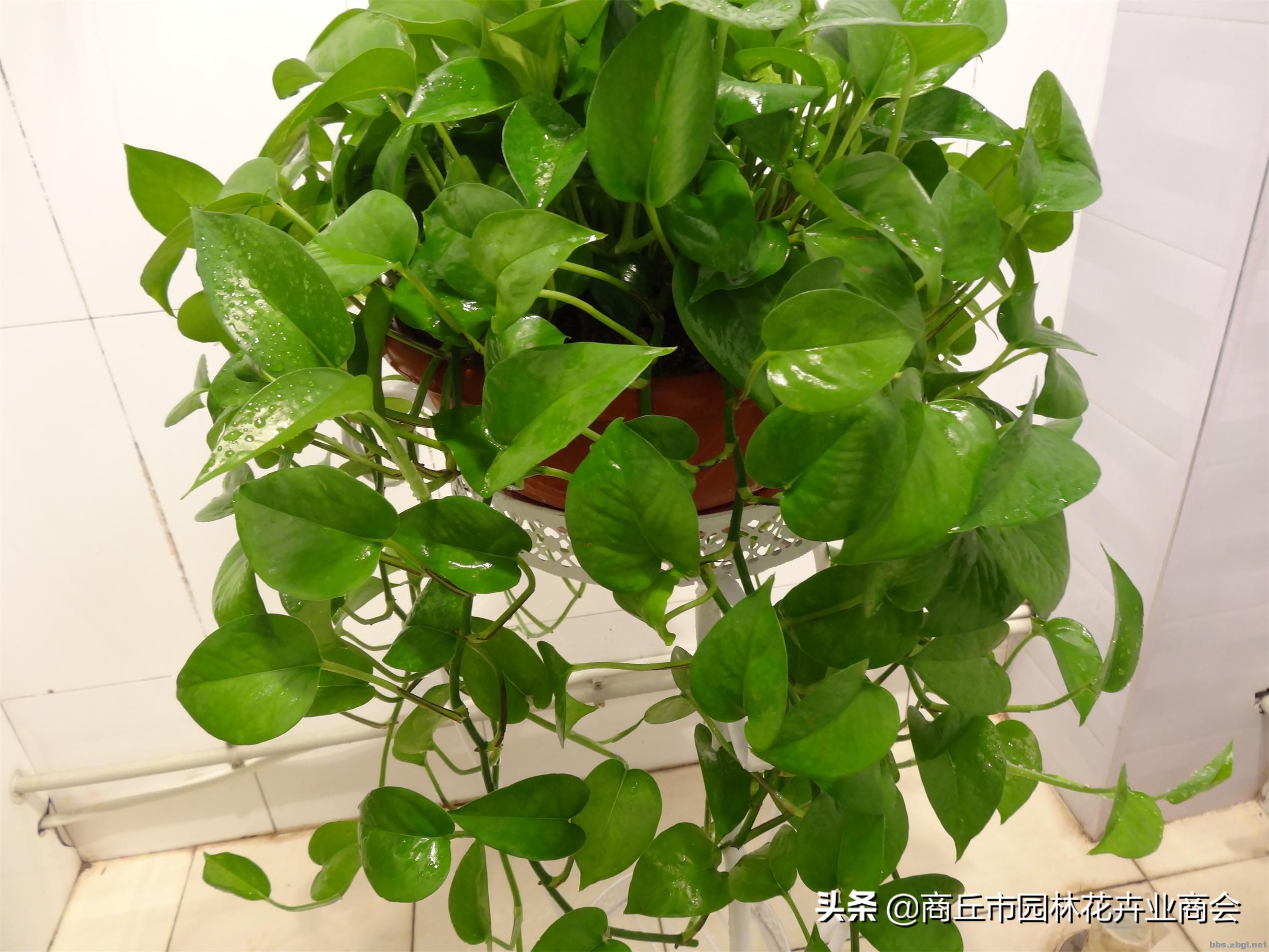 可以做农药的植物,家庭自制植物生长营养剂