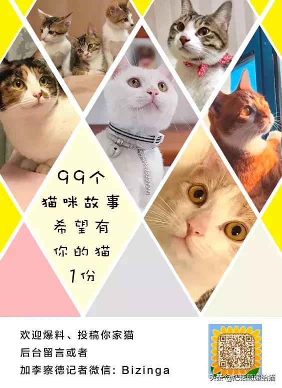 猫故事集,猫故事完整版