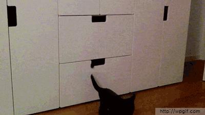 只需一个容器，你就能收获一滩“液体猫”