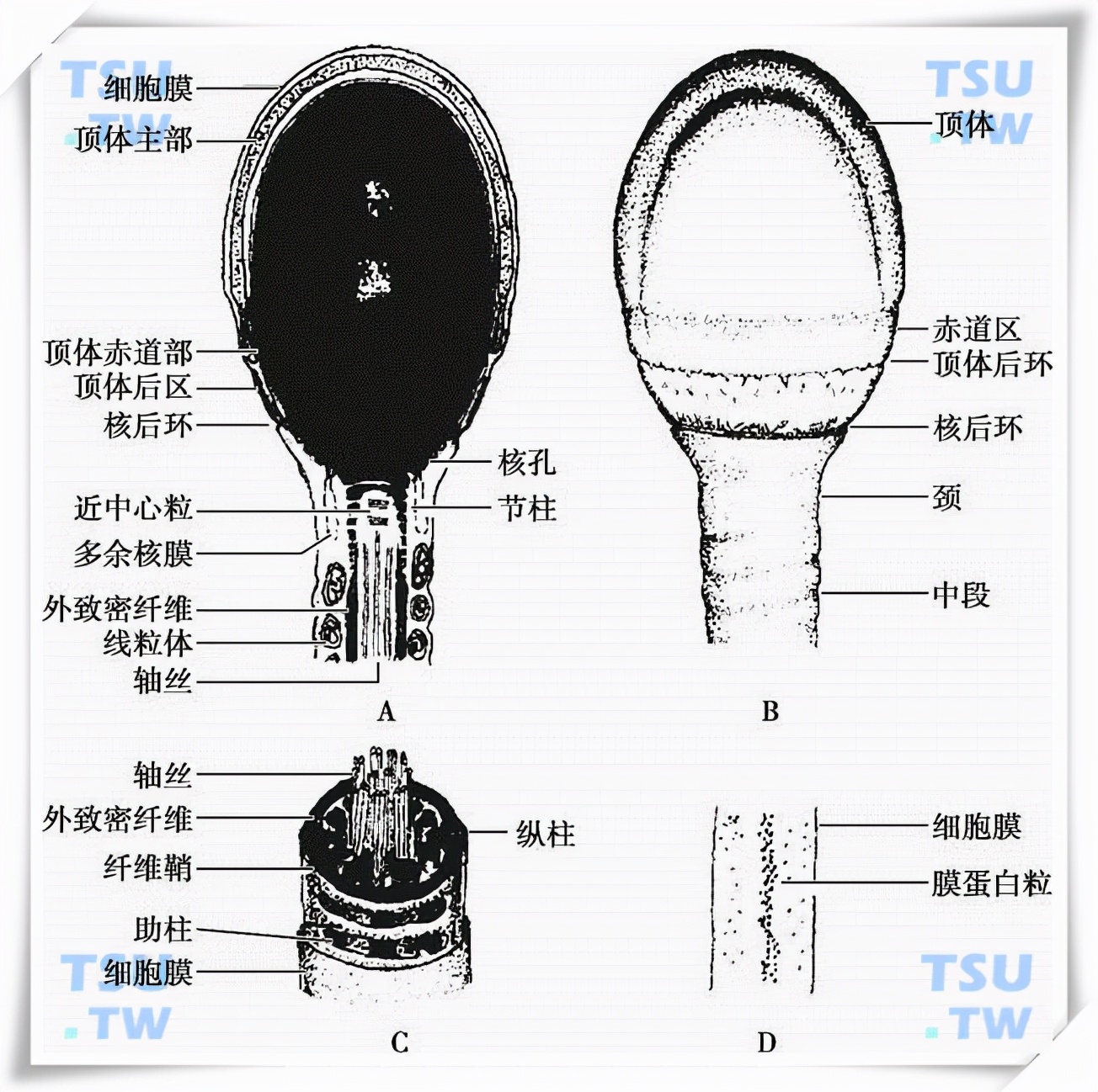 看呆医生:一次成功!医院人工授精太贵,英女子购买针筒自行操作