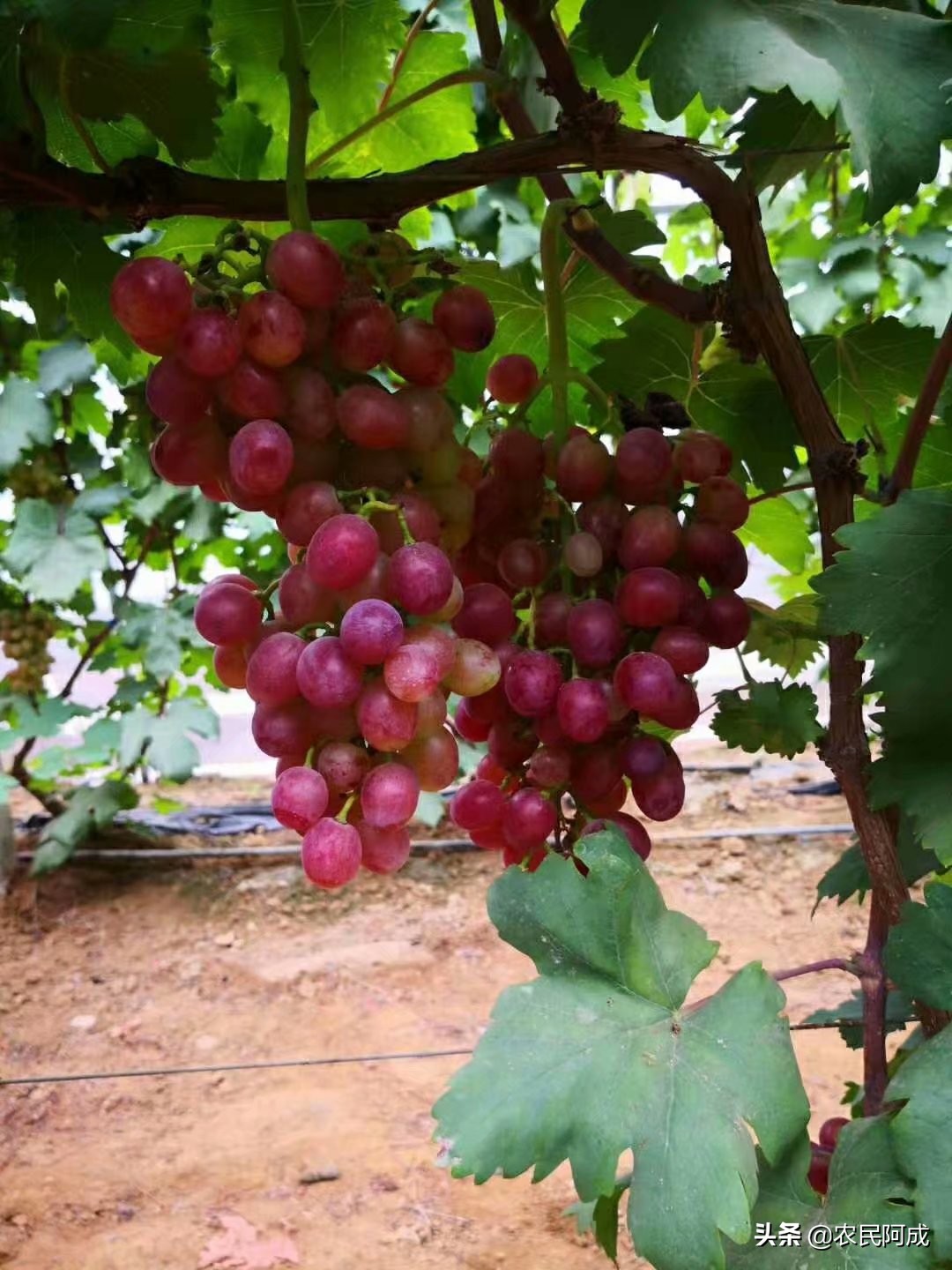 澳洲无核葡萄种植前景,葡萄种植前景与效益分析报告