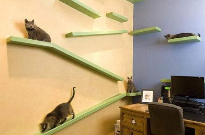 猫咪爱到处乱钻会容易生病吗,猫咪为什么会老是乱跑乱撞