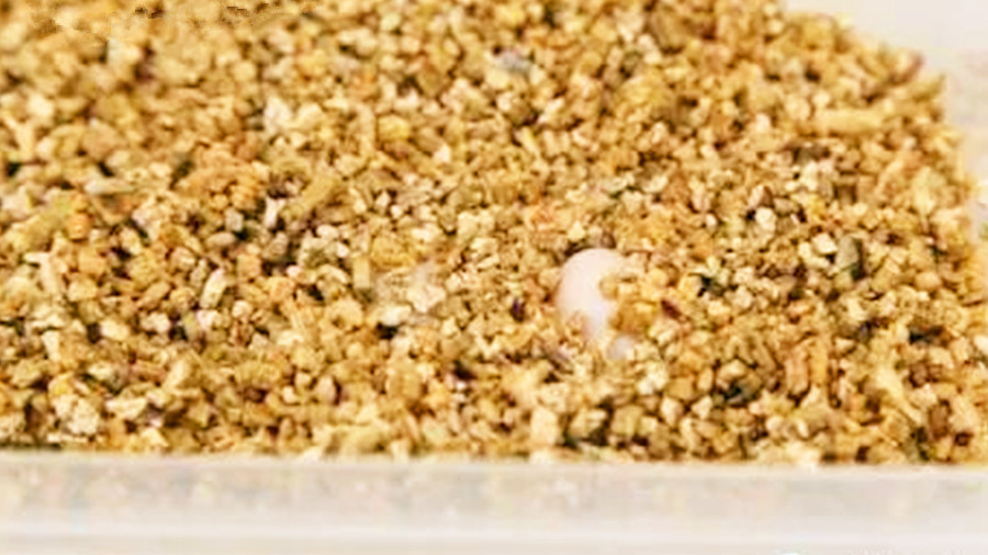 网上买回来的龟蛋怎么给蛭石补水,孵化龟蛋调蛭石湿度最简单的方法