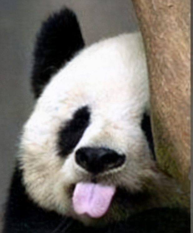 野生动物濒临灭绝的危险,如果碰到野生动物该怎么办