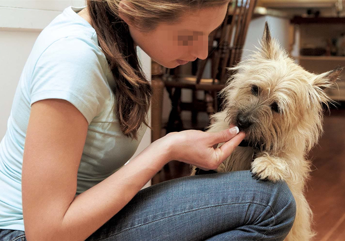 给狗狗强行喂药会造成什么伤害,狗狗喂药要隔多长时间才可以喂药