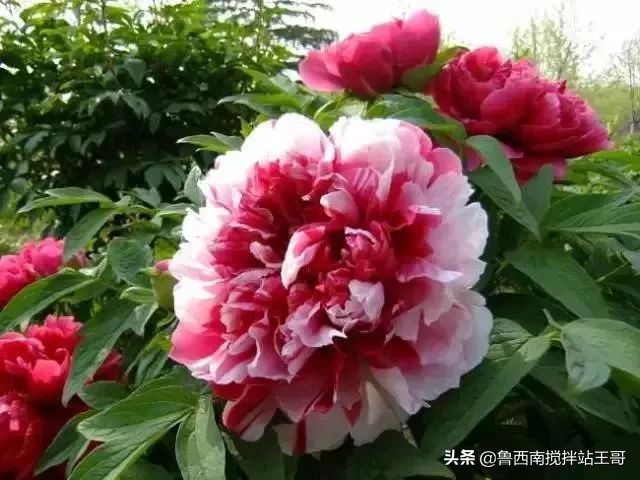 牡丹十大品种九大花系,牡丹进口品种图片及名称