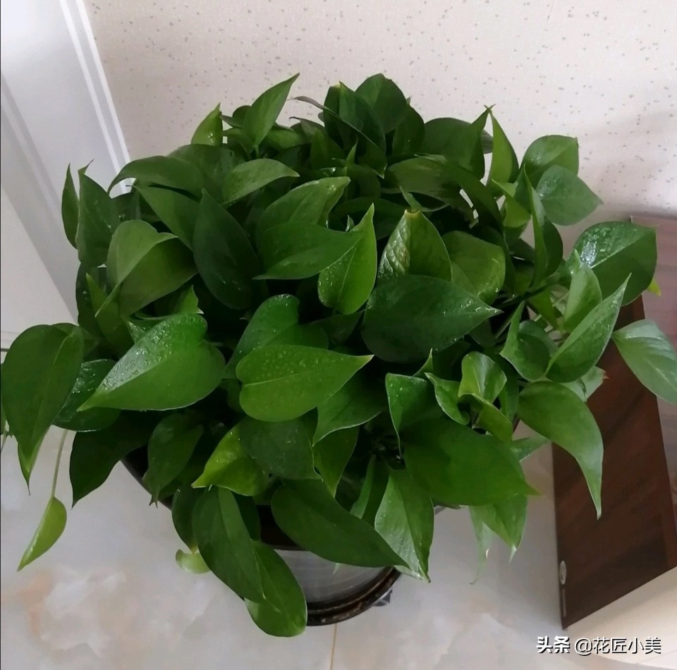 绿萝叶子上有铁锈点,绿萝上面有灰怎么办