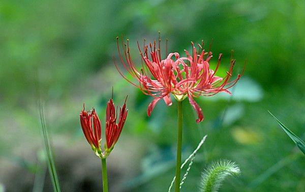 彼岸花开花不红,彼岸花开花不长叶