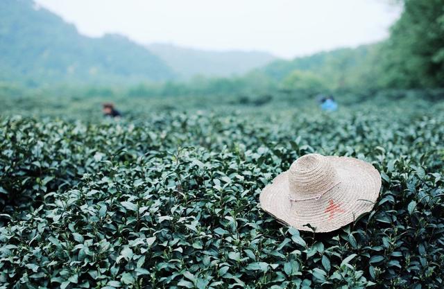 做过苏州东山的采茶女，我才品出了这世间的甘甜