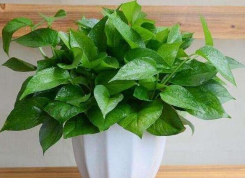 绿萝浇什么养得旺盛妙招,浇什么水才能让绿萝长得茂盛