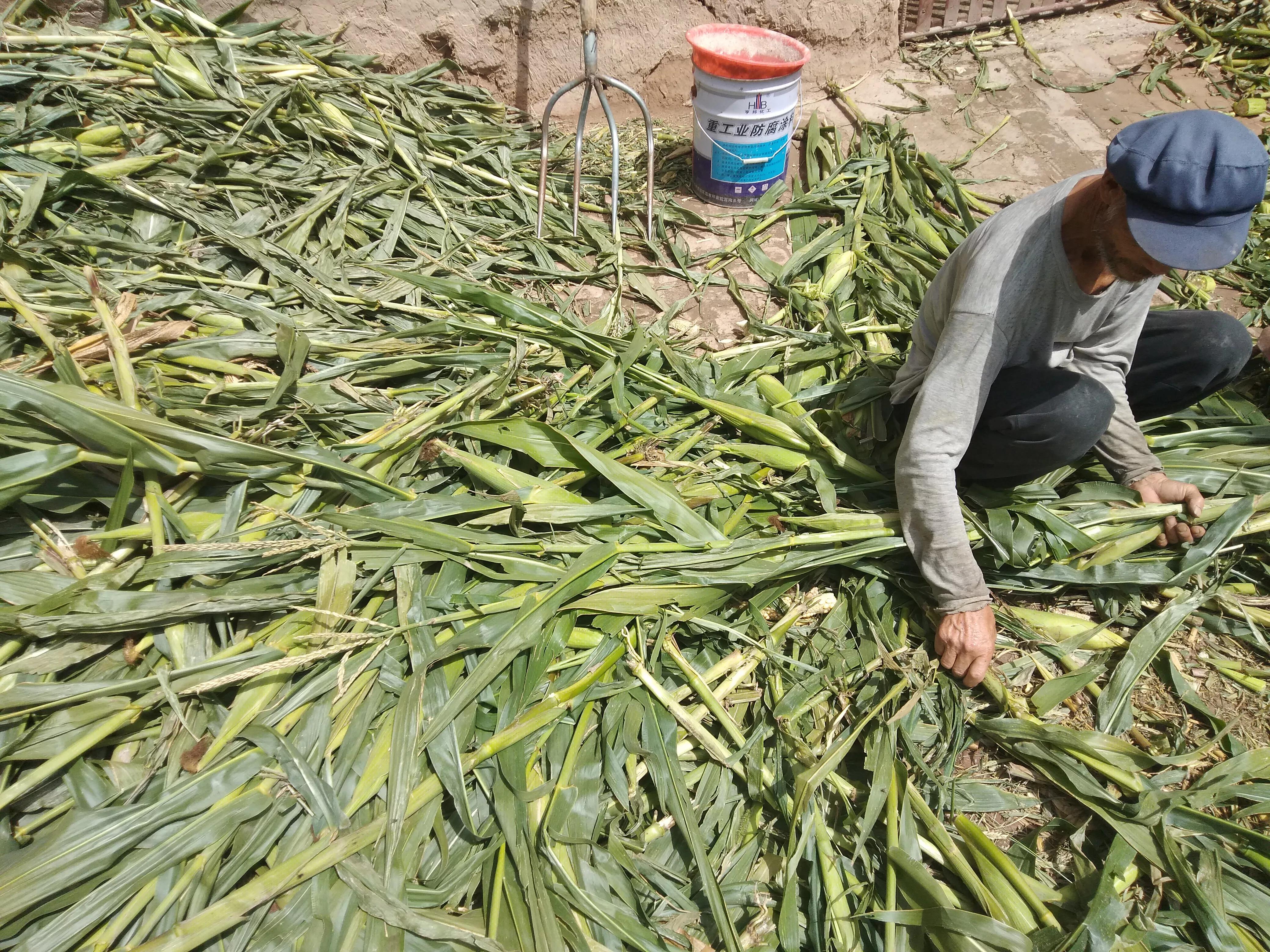 羊价何时能涨起来,羊价低迷怎么办