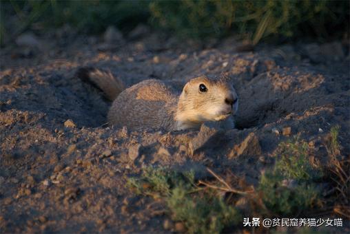 养一只土拨鼠需要什么,呆萌可爱的土拨鼠可以在家养