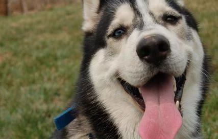 哈士奇跑进派出所,终于知道哈士奇拆家