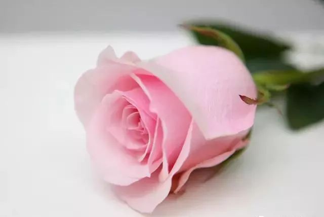 一万年一次的2020520;一起认识100种玫瑰~别送错啊