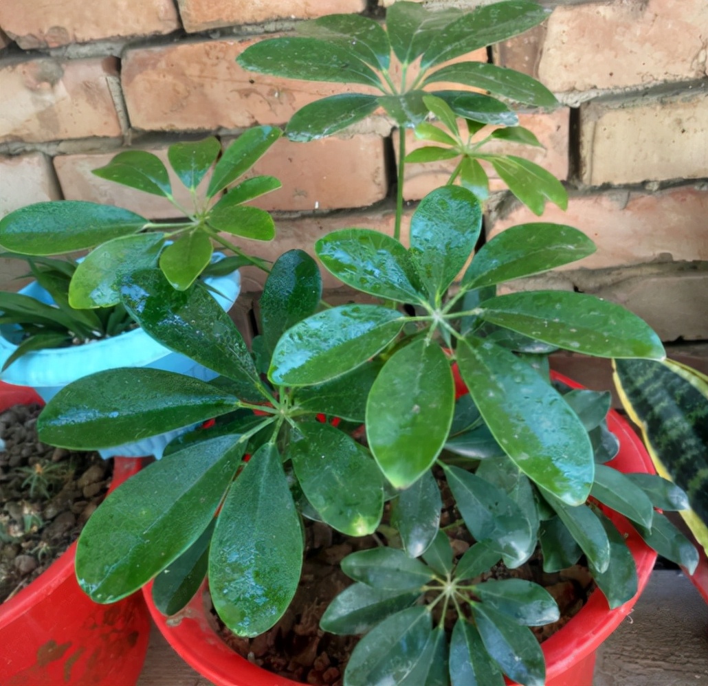 网红植物七叶莲,野生七叶莲价格