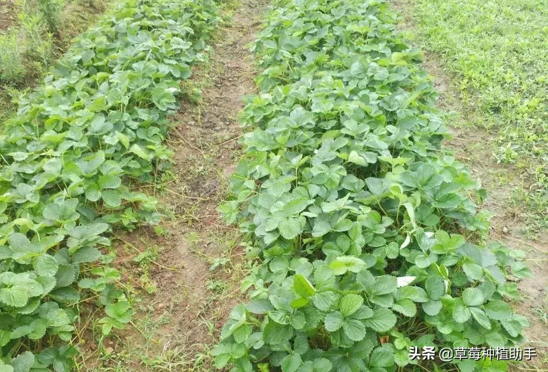草莓红中柱炭疽病特效药,下雨天草莓炭疽病怎么办