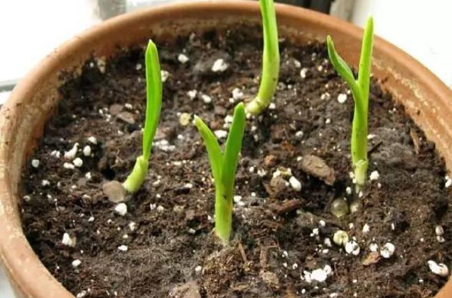 已经长出小芽的大蒜怎么办,长了芽的蒜怎么处理