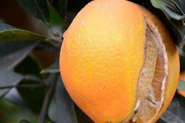 脐橙裂果的原因和解决方法,脐橙防内裂果的最佳方法