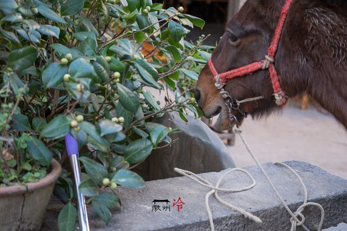 「徽州冷」宏村秋深晴少,友谊地久天