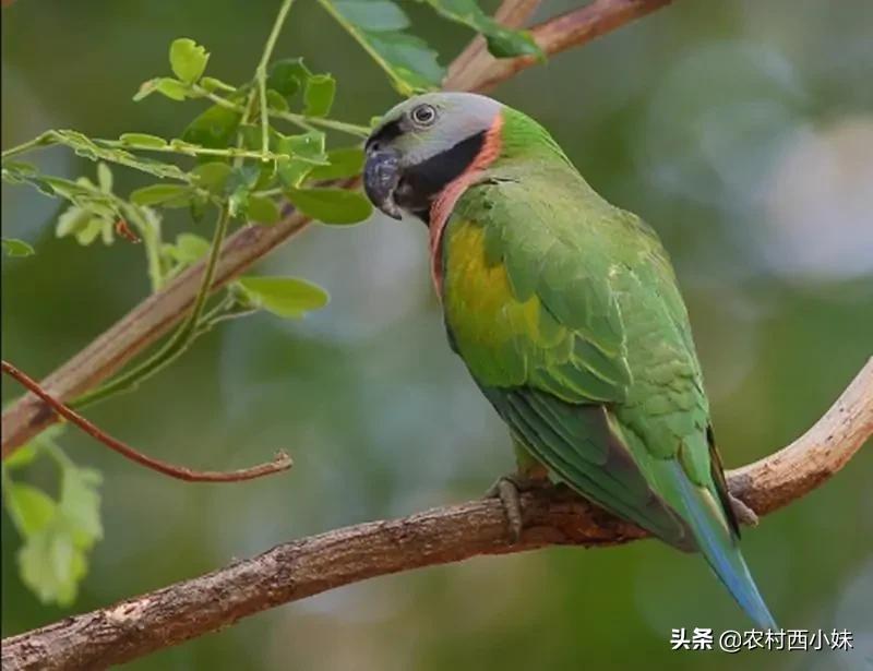什么鹦鹉最容易训练,什么鹦鹉怎么养才会认主人