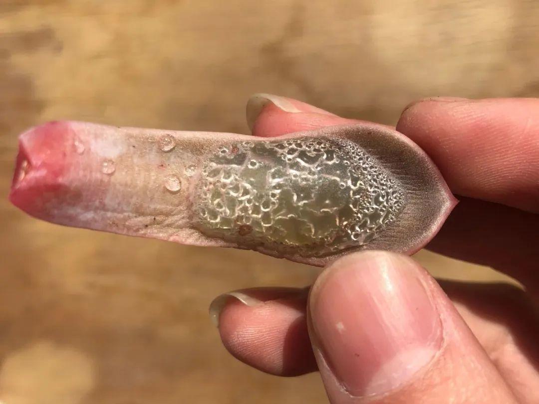 花叶子冒水珠怎么养,花叶子哗哗掉