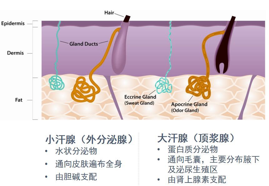 腋下多汗原因和治疗方法,脚手多汗腋窝多汗