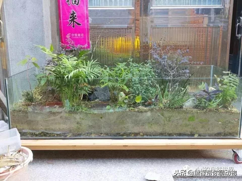 丛林造景黄缘龟池设计图大全,龟宝宝黄缘龟生态缸造景教程