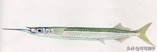 你不知道的海洋里面有什么,十种你没见过的海洋生物