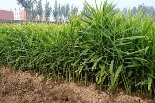 大姜苗子扎小辫是怎么回事,大姜倒苗有哪些病