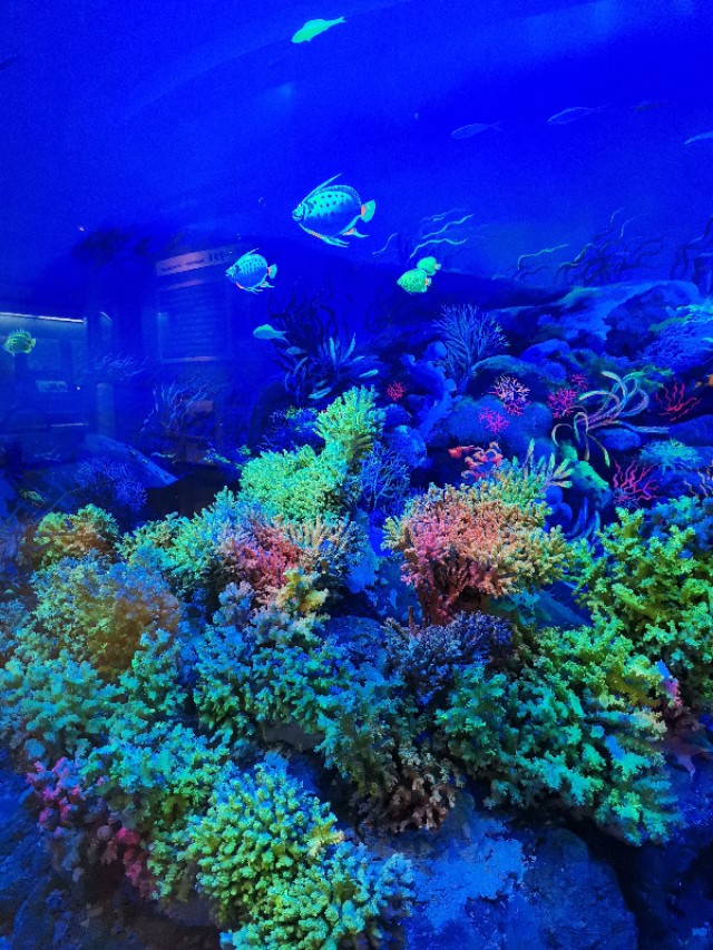 威海鲸鱼标本博物馆,鲸鱼演化博物馆标本