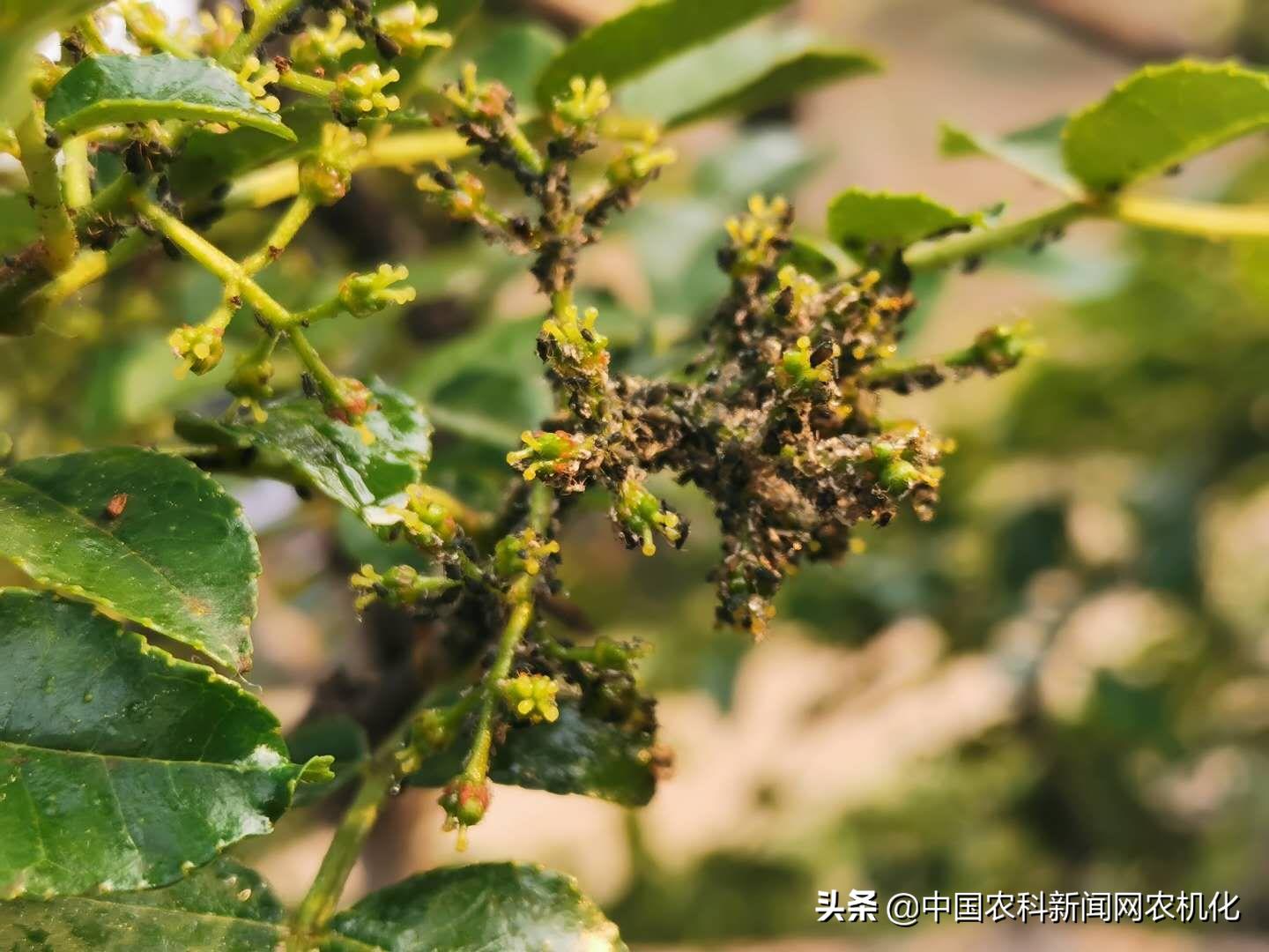 花椒大量落果怎么办,花椒树落果是怎么回事