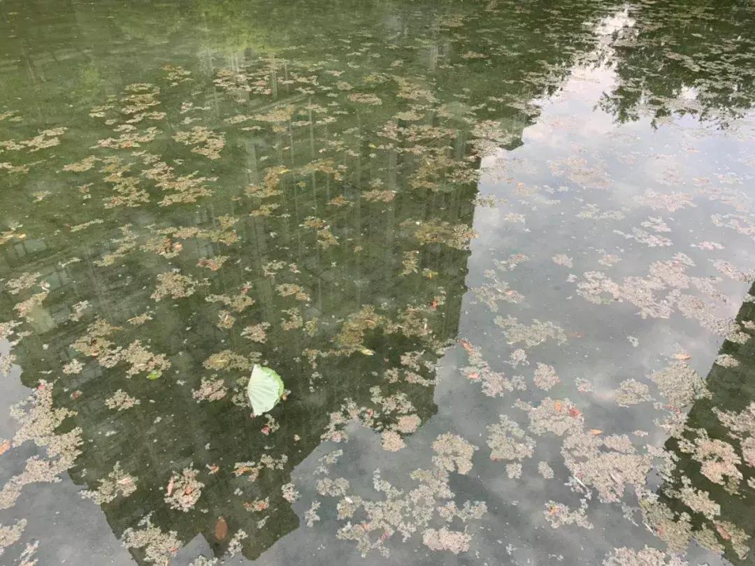 我叫雅居乐花园，我只想做个安安静静的*男美**子