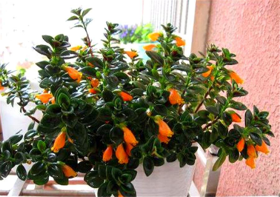 金鱼吊兰在花期需要控水吗,金鱼吊兰开花期间怎么浇水